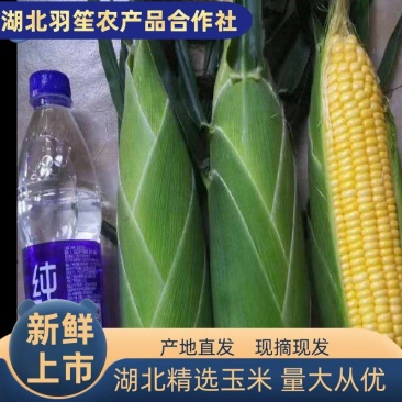 泰阳花全黄甜玉米上市,产地直供,专业代办,诚信发货