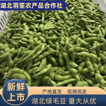 75绿宝石大版毛豆产地直供,品质可靠,欢迎采购,畅销全国