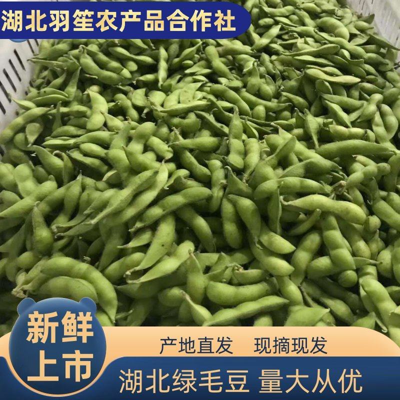 75绿宝石大版毛豆产地直供，品质可靠，欢迎采购，畅销全国