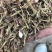 花生秧袋装花生秧压块花生秧无土无沙