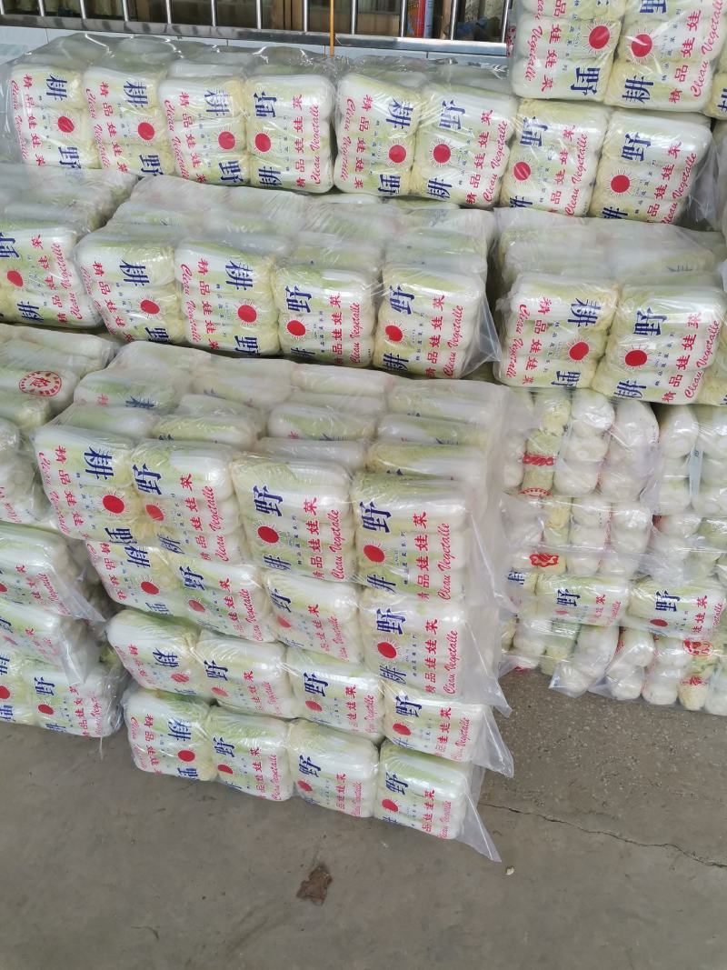 精品小娃娃菜、品质保证