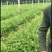 高产嫁接良种油茶苗中国油茶之乡湘林210基地直供