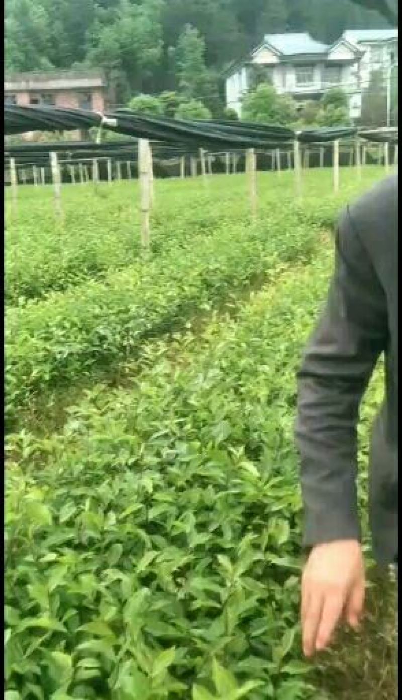 高产嫁接良种油茶苗中国油茶之乡湘林210基地直供