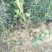 高产嫁接良种油茶苗中国油茶之乡湘林210基地直供