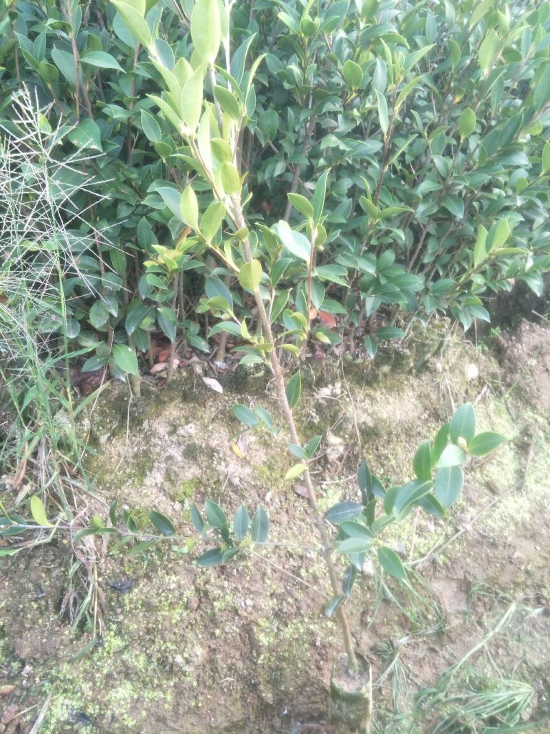 高产嫁接良种油茶苗中国油茶之乡湘林210基地直供