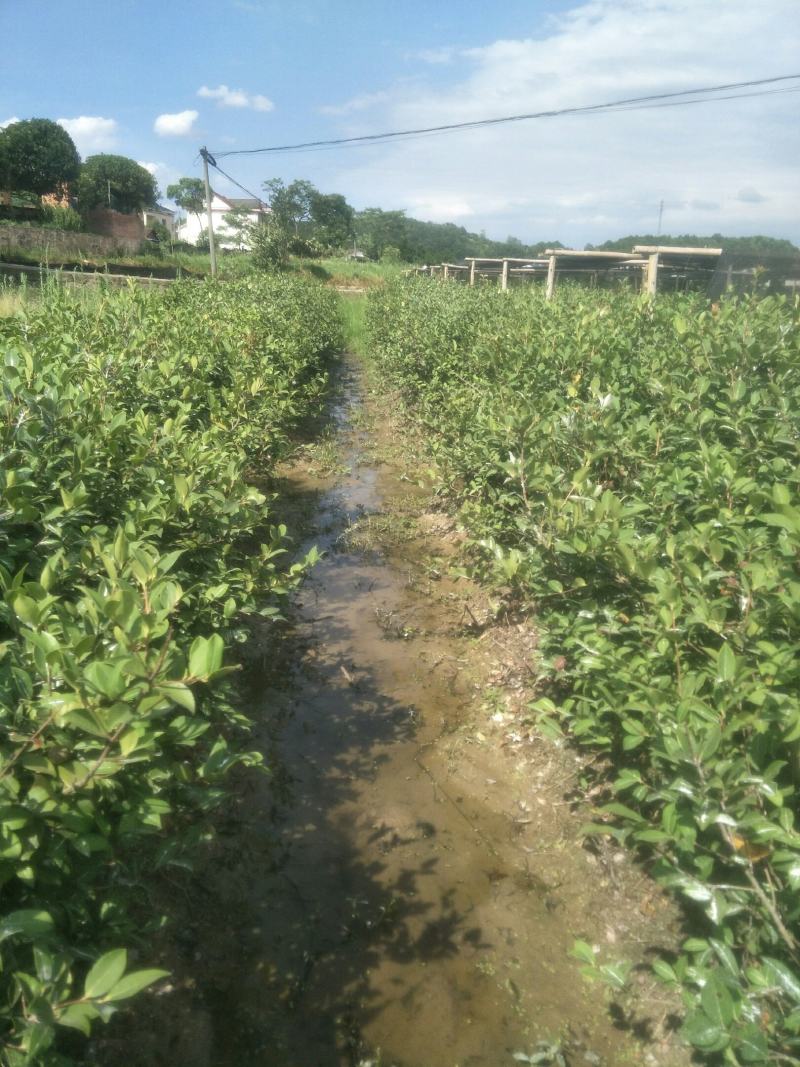 高产嫁接良种油茶苗中国油茶之乡湘林210基地直供