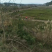高产嫁接良种油茶苗中国油茶之乡湘林210基地直供