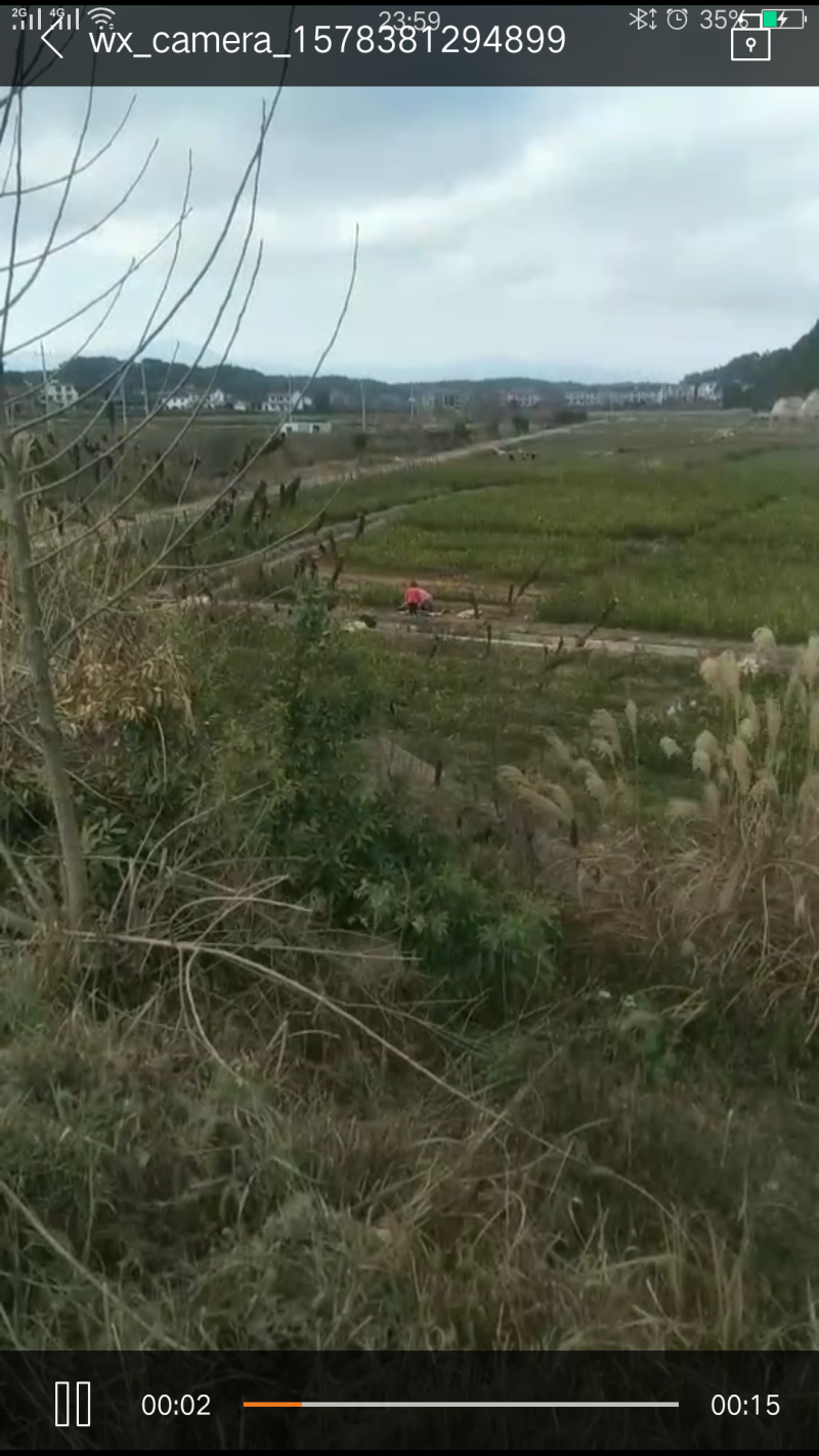 高产嫁接良种油茶苗中国油茶之乡湘林210基地直供