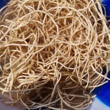 鱼腥草目前现在大量上市