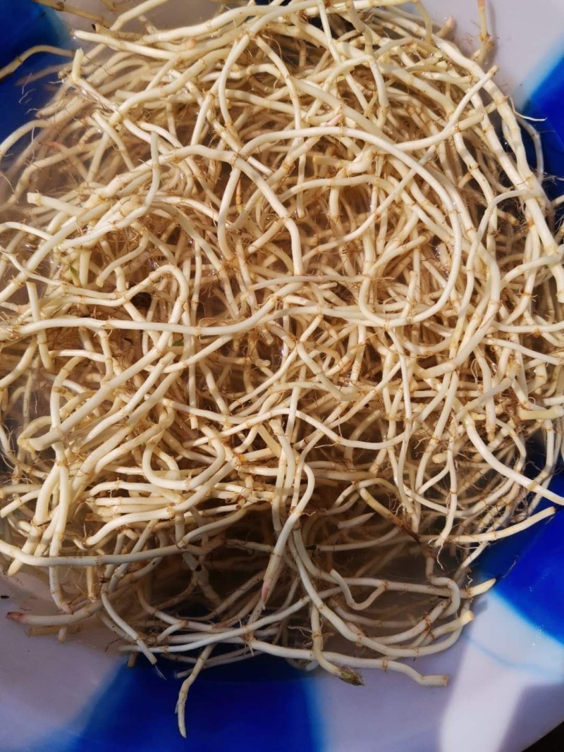 鱼腥草目前现在大量上市