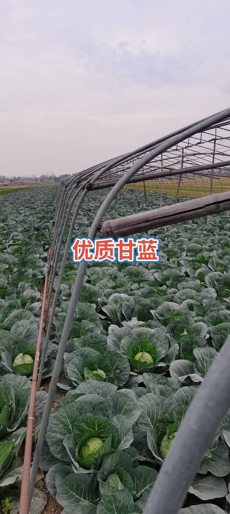 金乡优质甘蓝陆续上市中！
