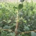 油王品种批发基地嫁接三华油茶高成活林下经济提产提香销售