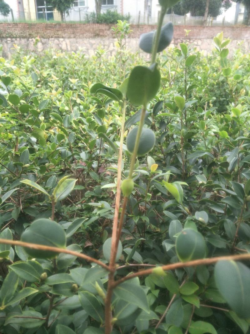 油王品种批发基地嫁接三华油茶高成活林下经济提产提香销售