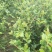 油王品种批发基地嫁接三华油茶高成活林下经济提产提香销售
