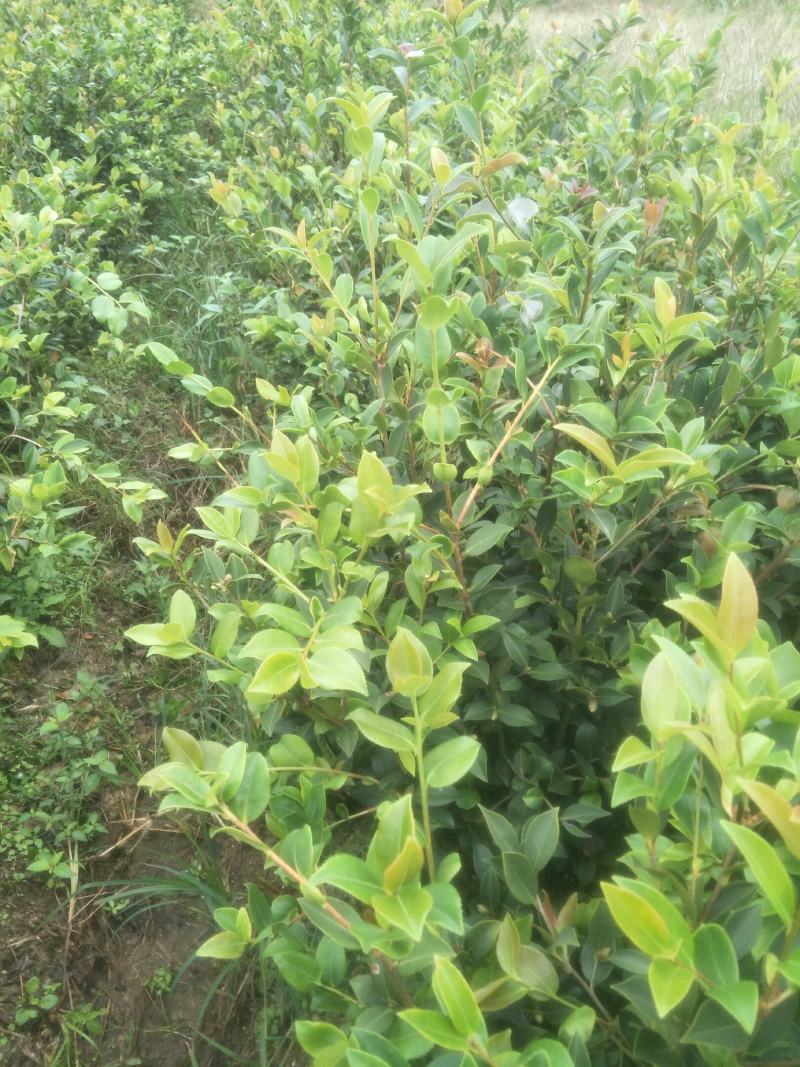 油王品种批发基地嫁接三华油茶高成活林下经济提产提香销售