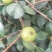 油王品种批发基地嫁接三华油茶高成活林下经济提产提香销售
