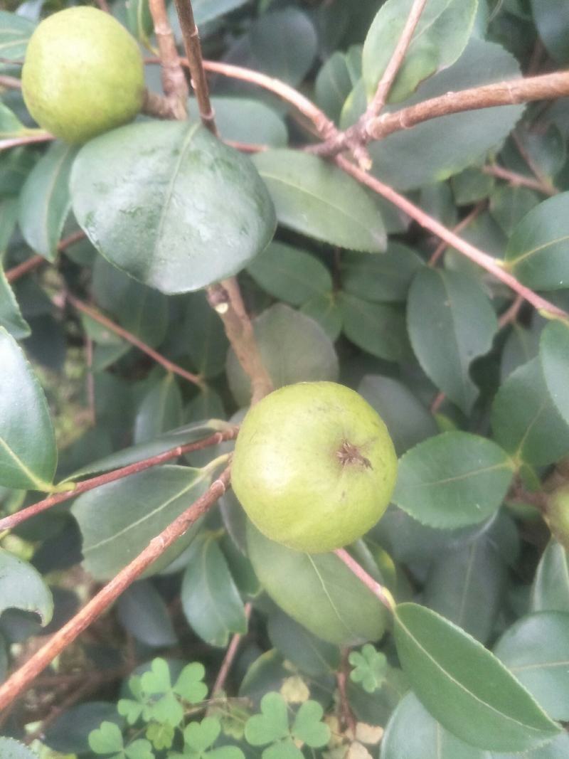 油王品种批发基地嫁接三华油茶高成活林下经济提产提香销售