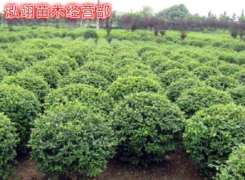 水蜡球常年批发绿化苗木品种齐全规格齐全价格低质量优