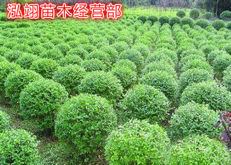 水蜡球常年批发绿化苗木品种齐全规格齐全价格低质量优