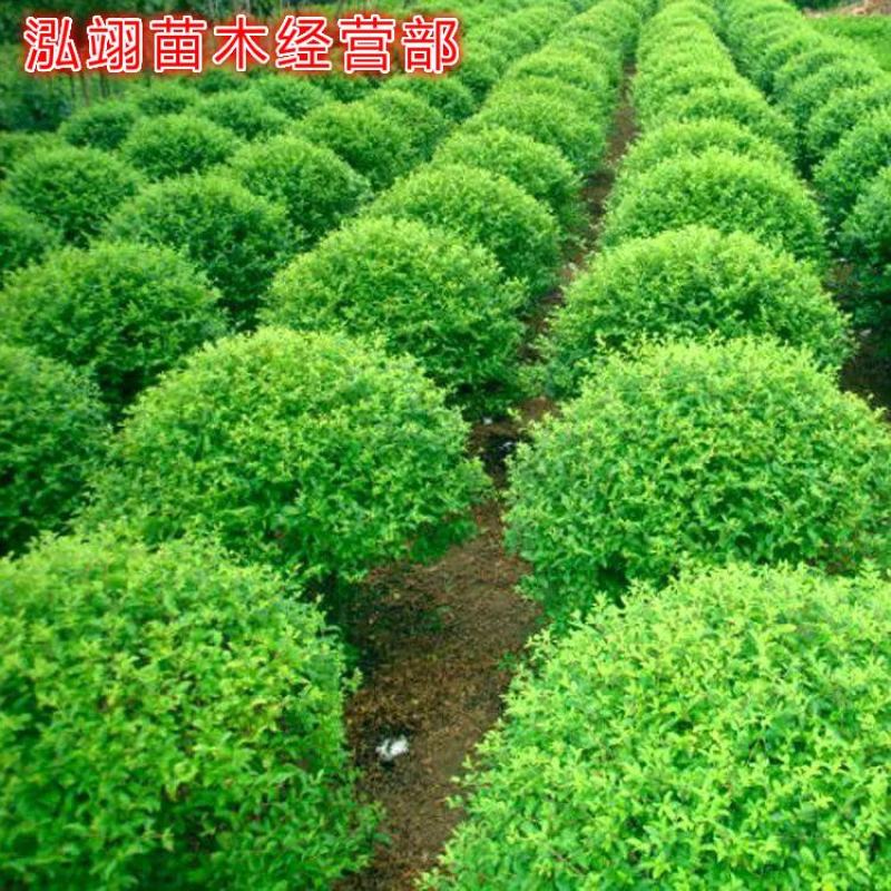 水蜡球常年批发绿化苗木品种齐全规格齐全价格低质量优