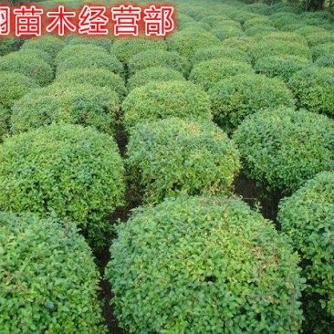 水蜡球常年批发绿化苗木品种齐全规格齐全价格低质量优