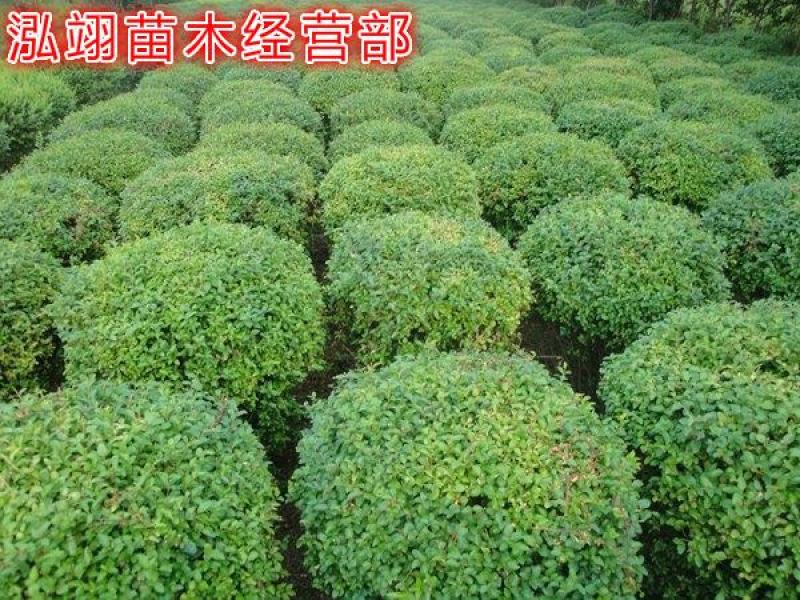 水蜡球常年批发绿化苗木品种齐全规格齐全价格低质量优