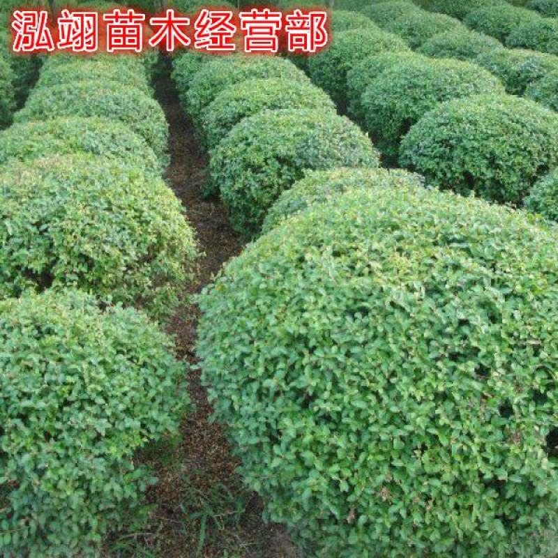 水蜡球常年批发绿化苗木品种齐全规格齐全价格低质量优