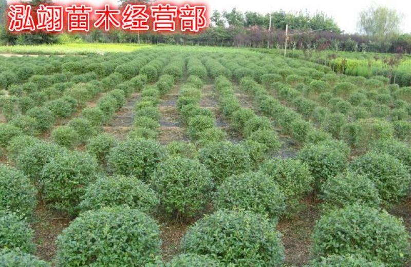 水蜡球常年批发绿化苗木品种齐全规格齐全价格低质量优