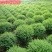 水蜡球常年批发绿化苗木品种齐全规格齐全价格低质量优