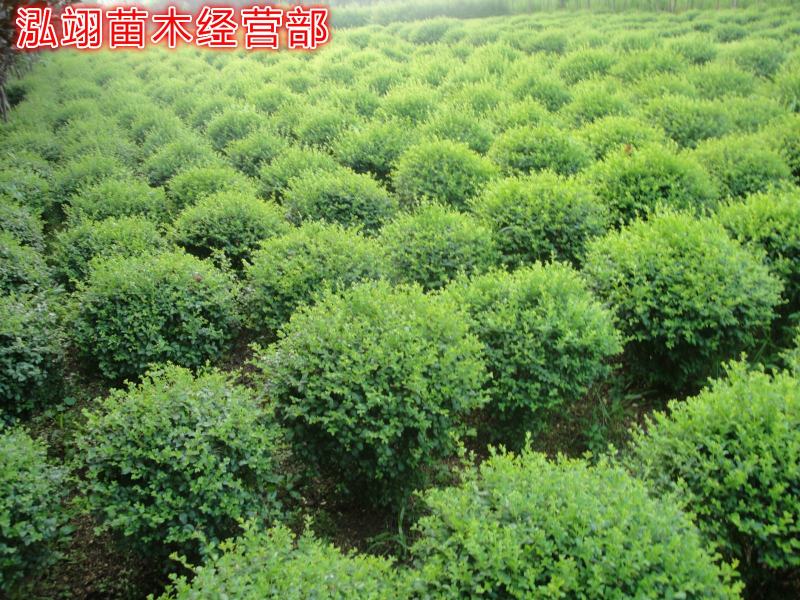 水蜡球常年批发绿化苗木品种齐全规格齐全价格低质量优