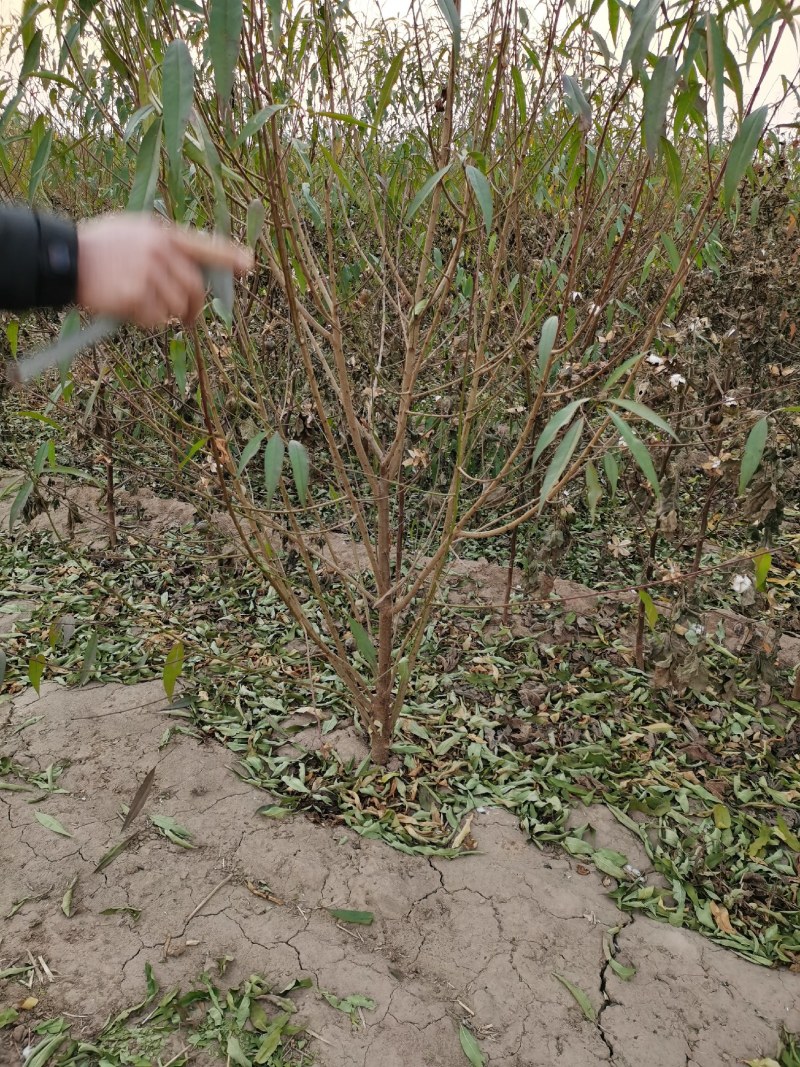 3—4公分桃树两万颗净地处理欢迎来电咨询