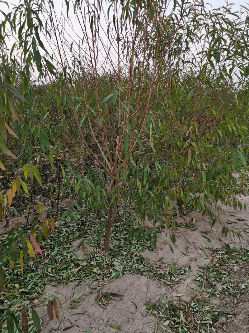 3—4公分桃树两万颗净地处理欢迎来电咨询