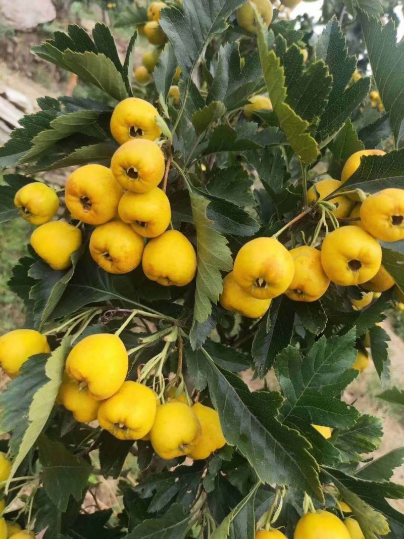 山楂树苗，嫁接成品苗多年生苗，诚信第一