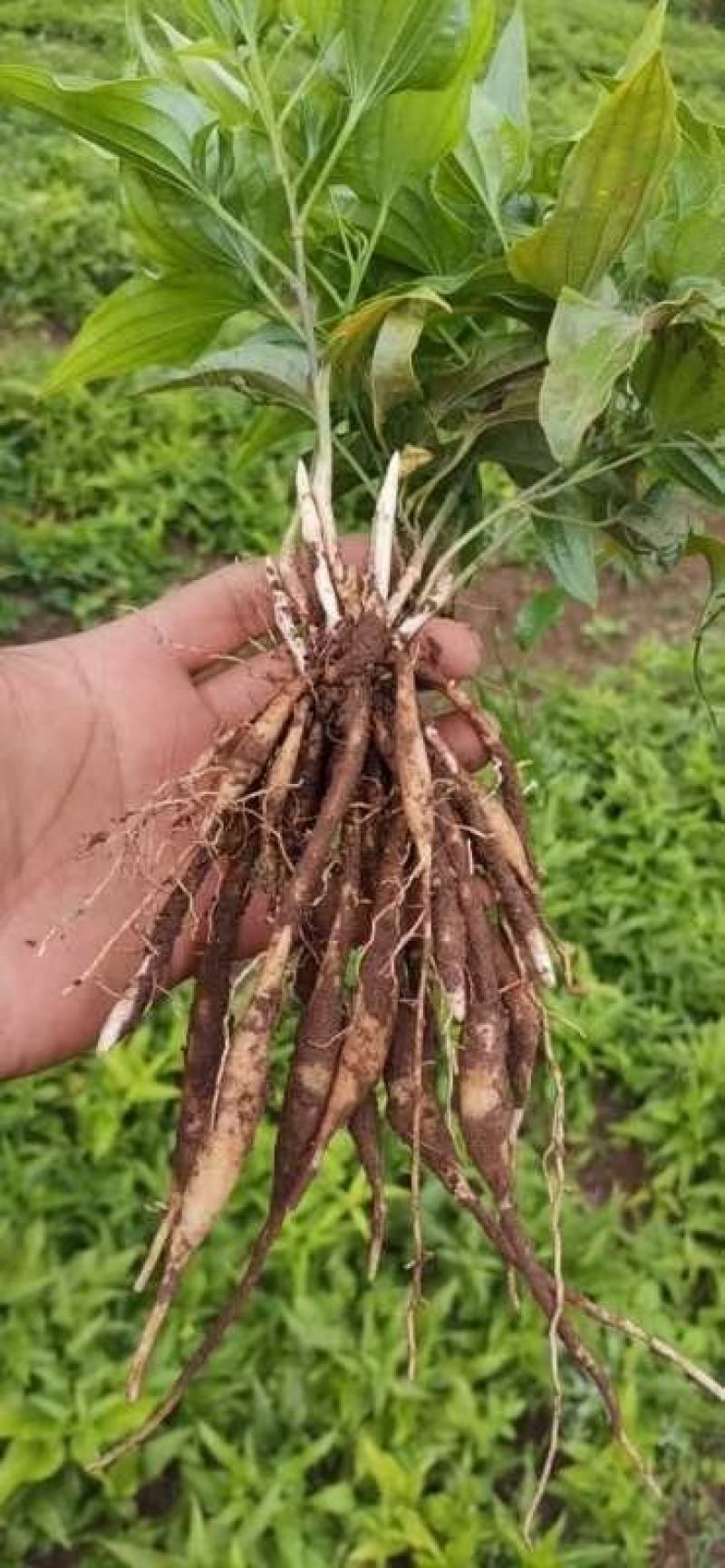 百部苗云南红花，白花对叶大百部优质种苗