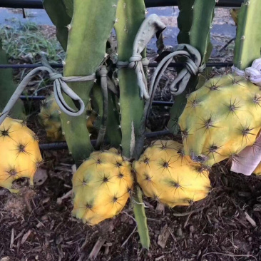 火龙果无刺黄龙燕窝麒麟金都一号红皮燕窝火龙果苗