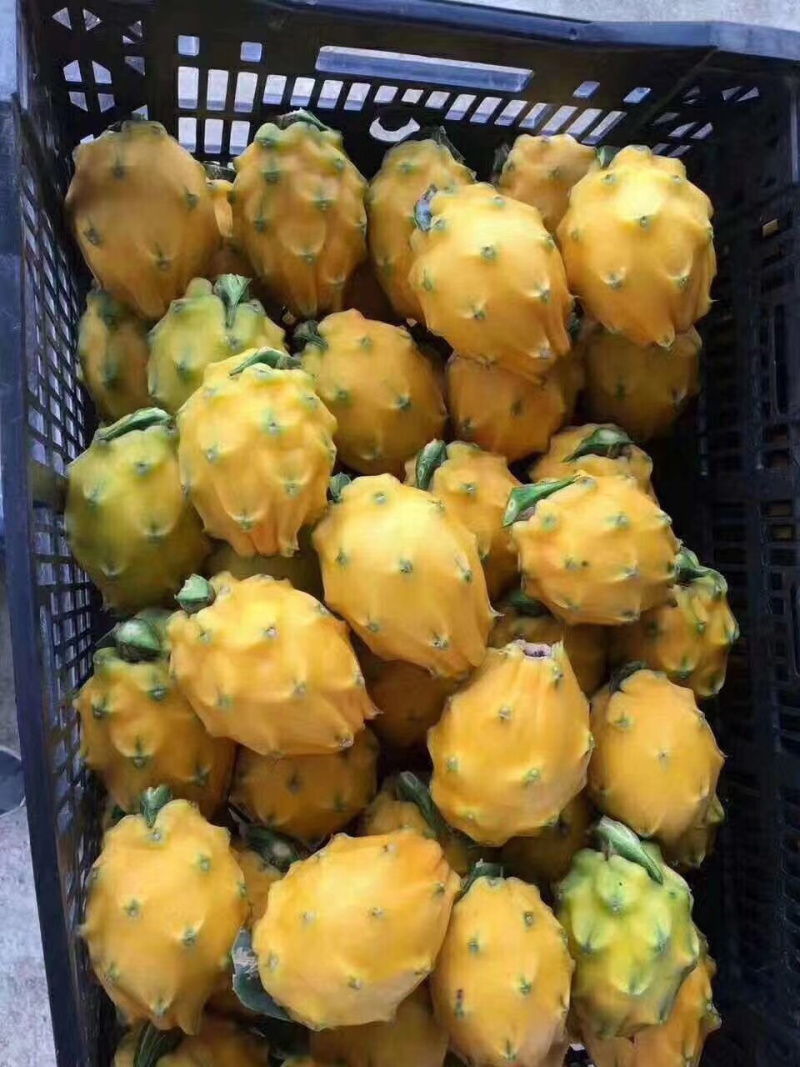 火龙果无刺黄龙燕窝麒麟金都一号红皮燕窝火龙果苗