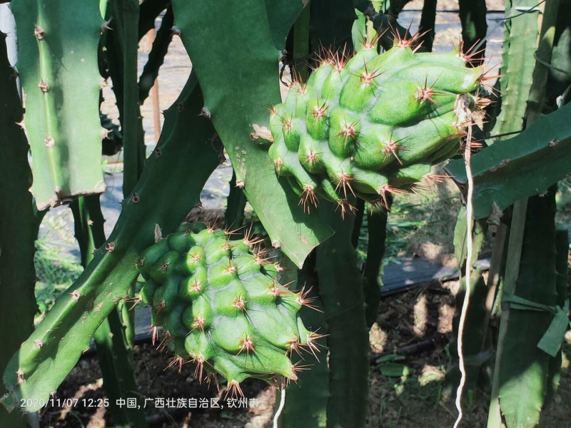火龙果无刺黄龙燕窝麒麟金都一号红皮燕窝火龙果苗
