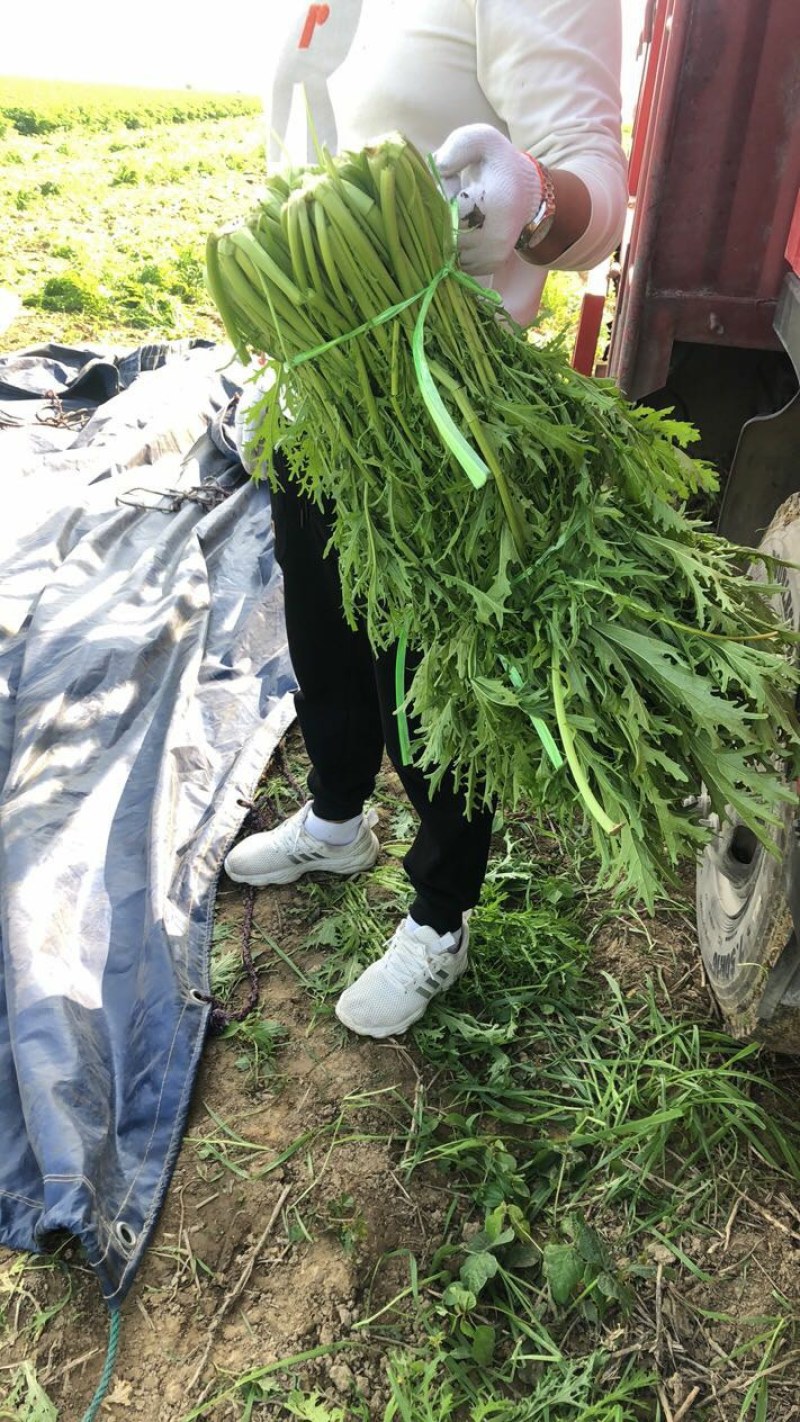 精品雪里红大量上市了