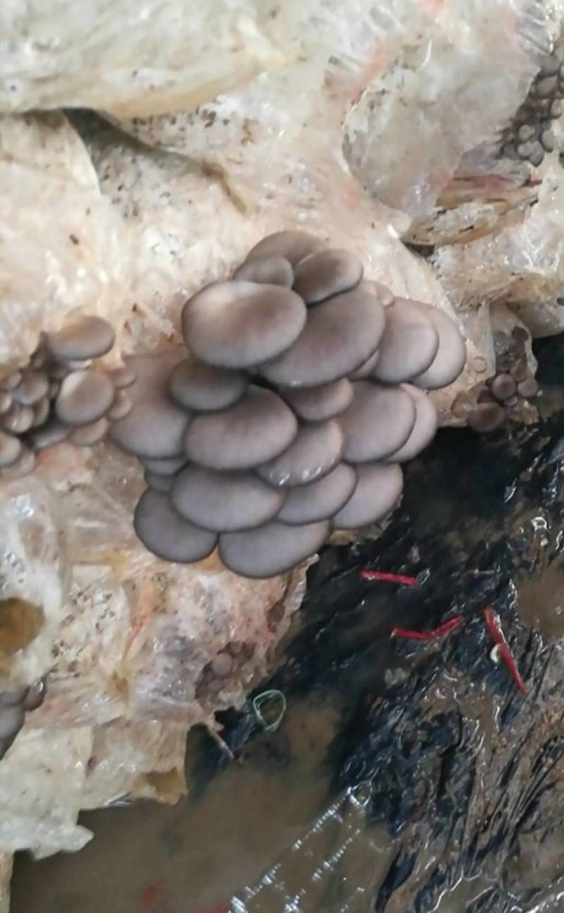 鲜品平菇，袖珍菇自种自销，为咱当地百姓提供新鲜蔬菜