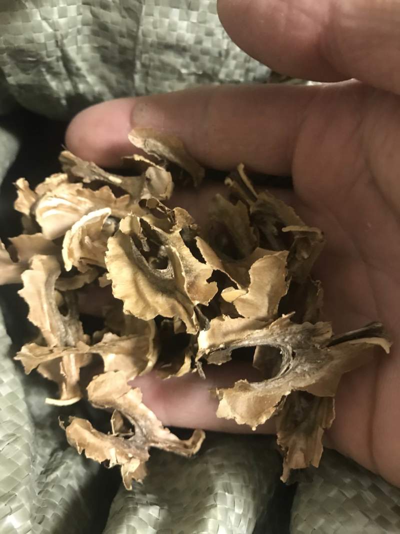 分心木野生核桃分心木无硫无熏