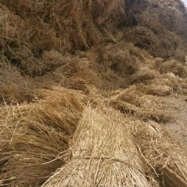 稻草柔丝铡段治沙养殖稻草本公司常年出售