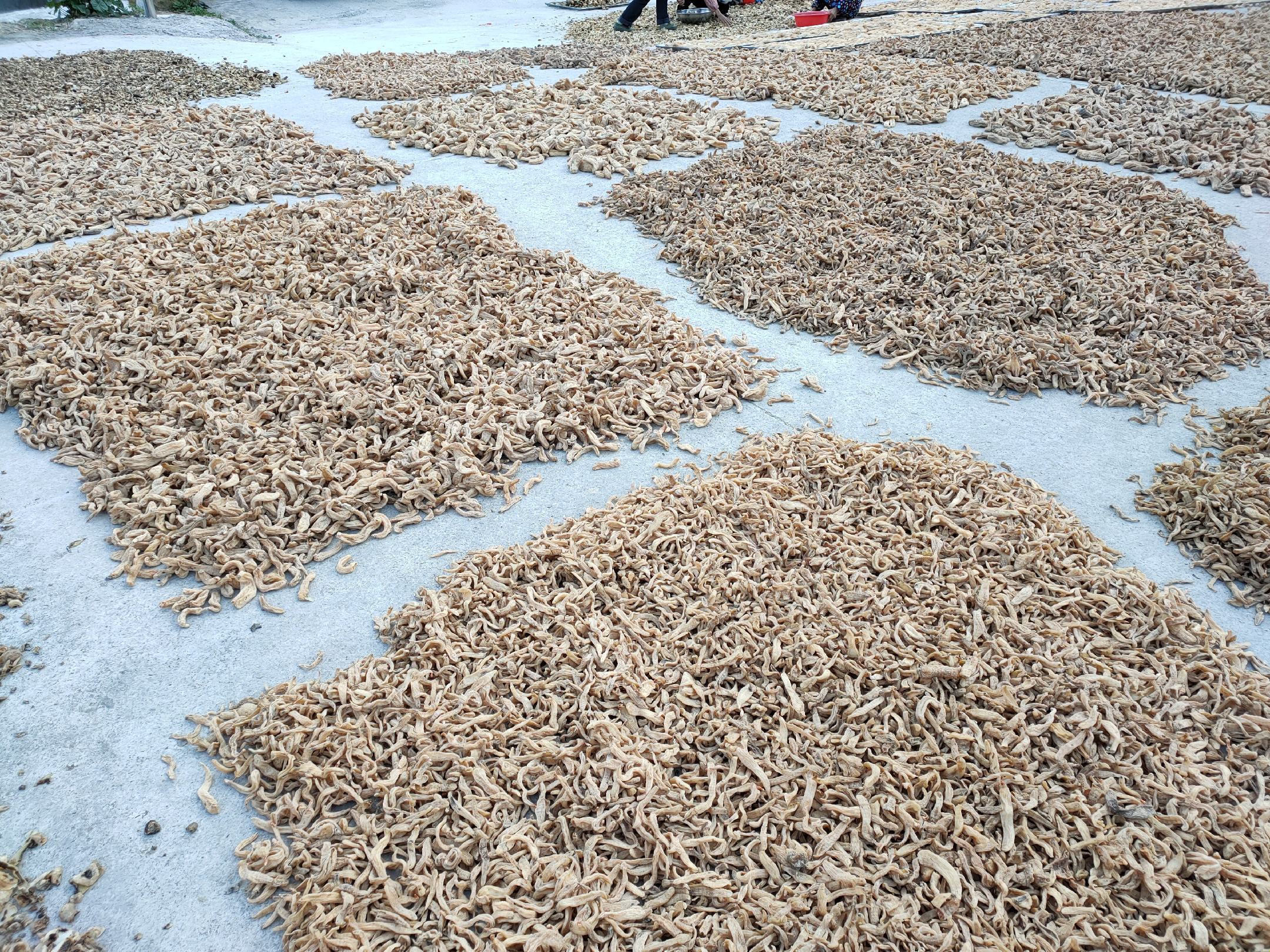 芝麻生长期间的光照需求