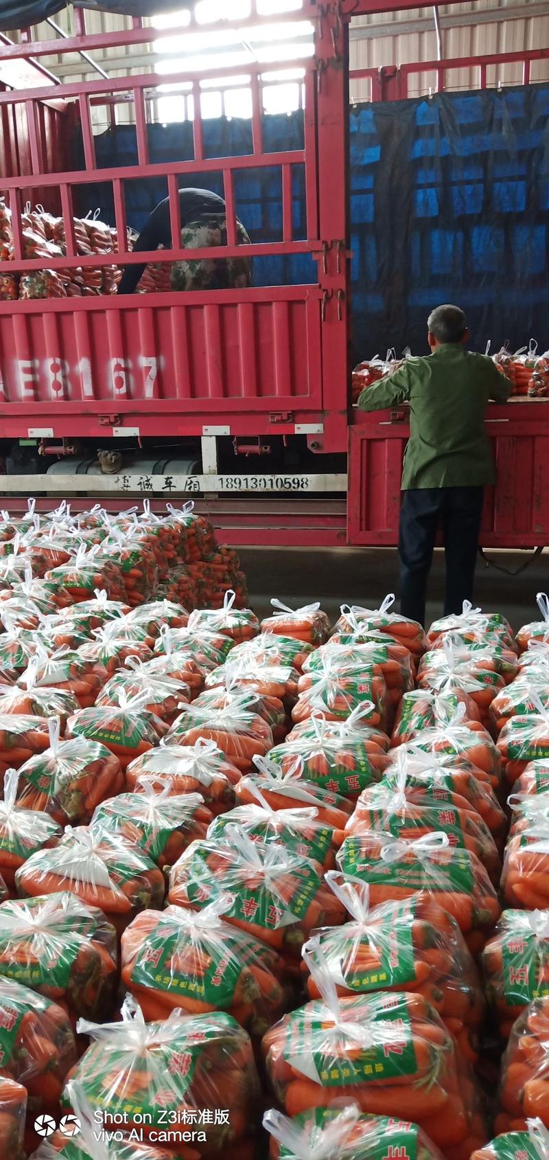 【实力】河南三红胡萝卜保质保量量大从优一手货源视频看货