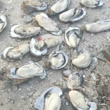 越南蚝大量现货，肥度高