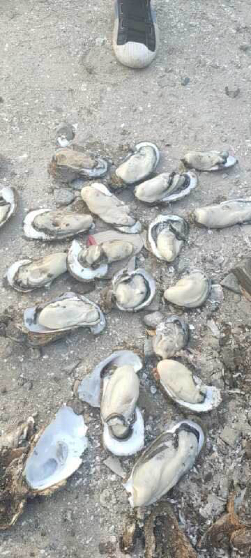 越南蚝大量现货，肥度高