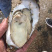 越南蚝大量现货，肥度高