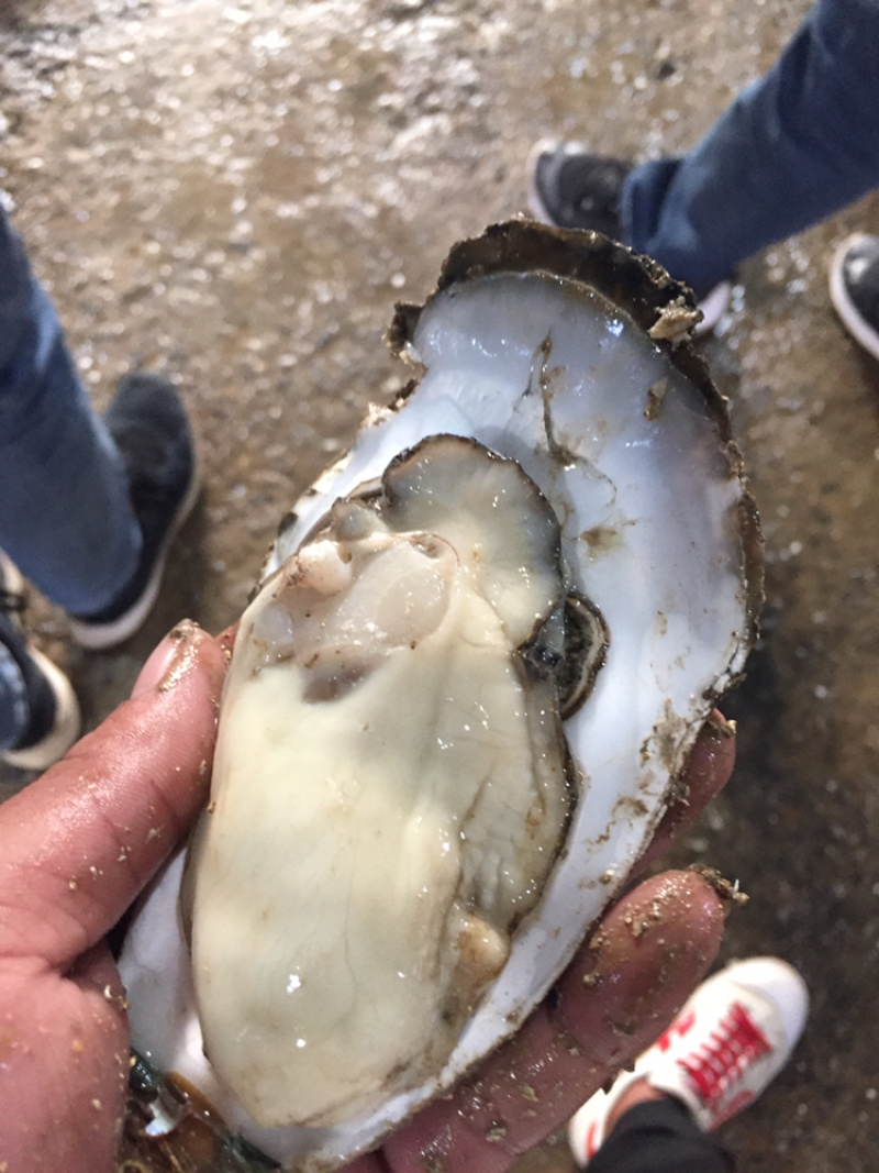 越南蚝大量现货，肥度高