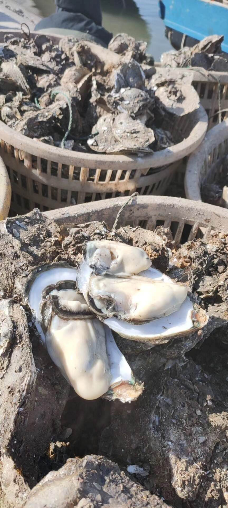 越南蚝大量现货，肥度高