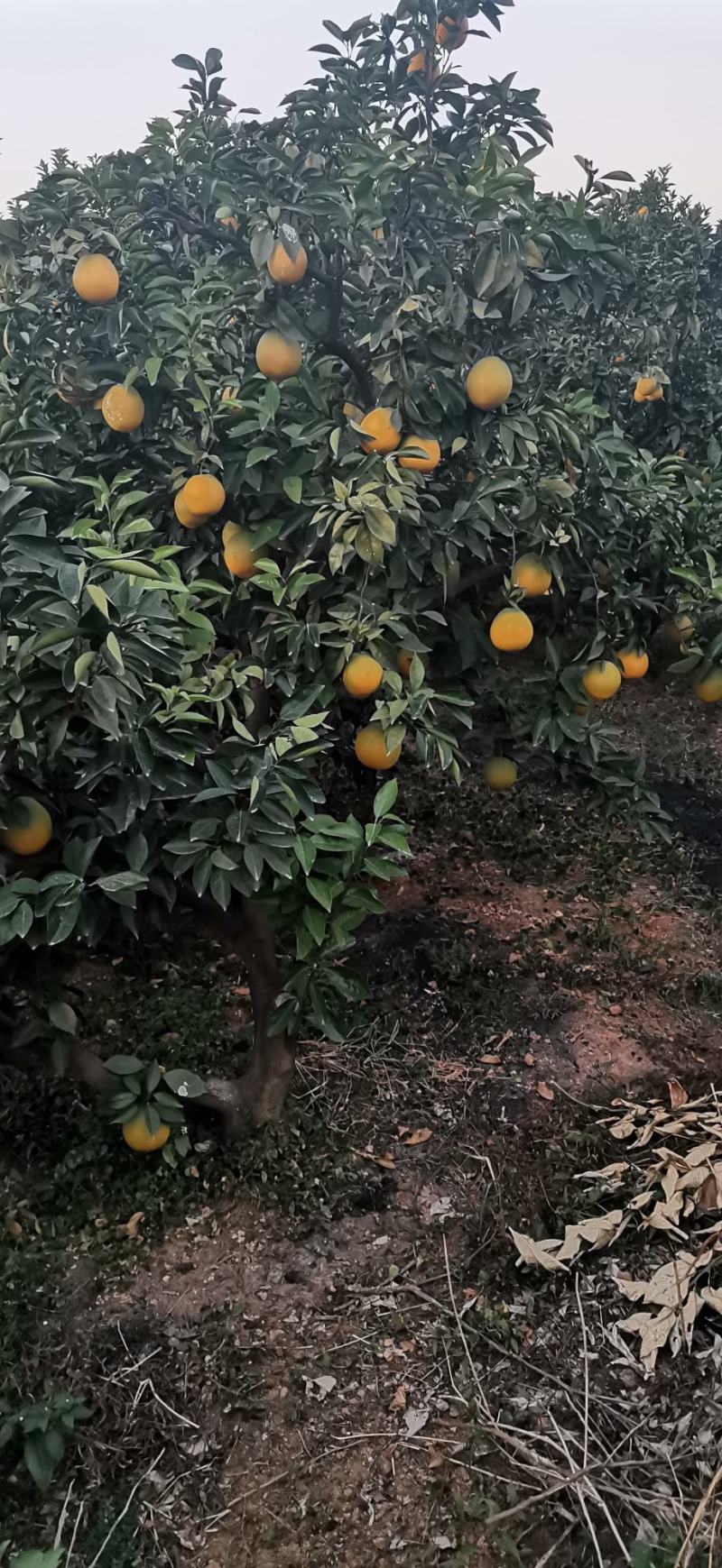 赣南脐橙精品果园自产自销