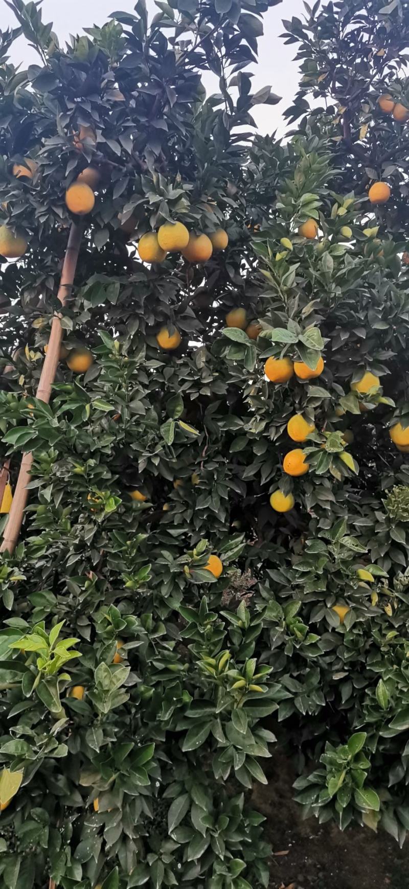 赣南脐橙精品果园自产自销